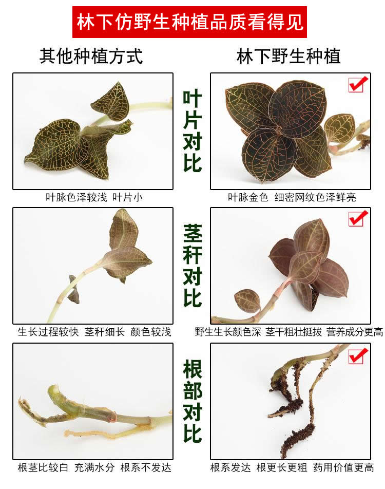 <a href=http://m.dgkangle.com.cn/ target='_blank'>金線蓮</a>林下種植