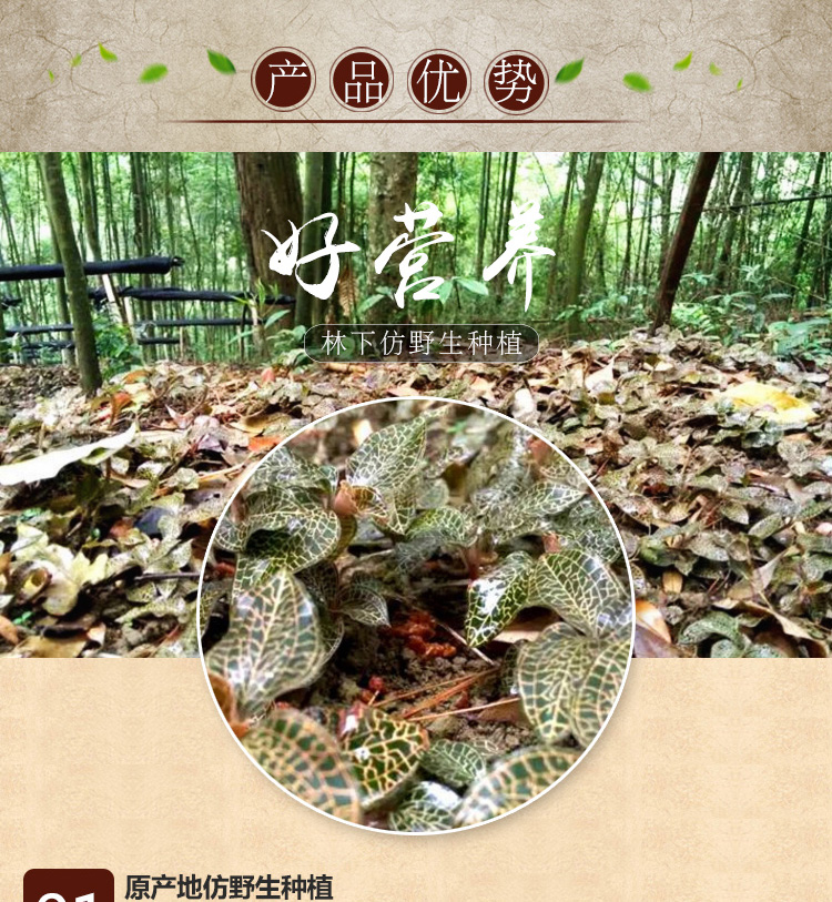 <a href=http://m.dgkangle.com.cn/ target='_blank'>金線蓮</a>干品 20克禮盒裝