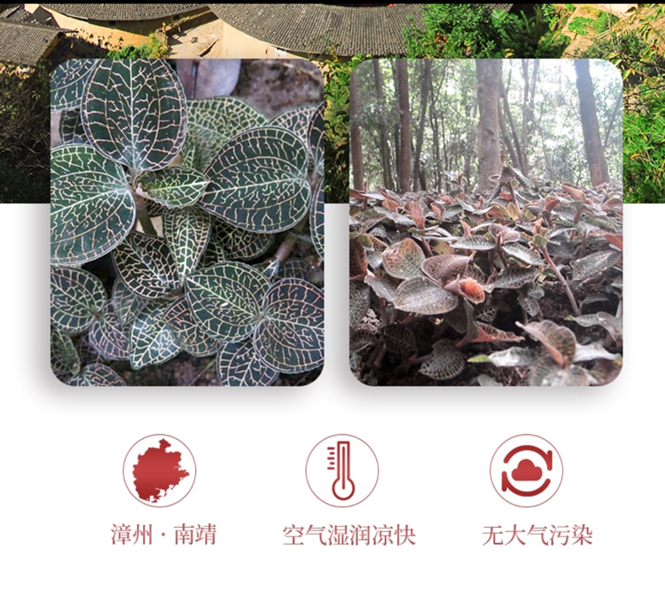 <a href=http://m.dgkangle.com.cn/ target='_blank'>金線蓮</a>干品 50克10管 禮盒裝